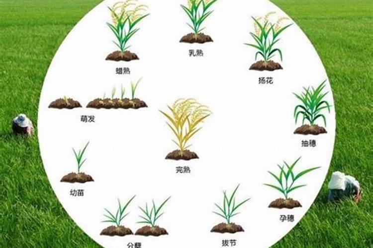 水稻的种植过程