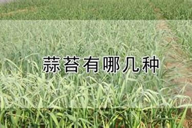 抽完蒜苔后不能用氮肥吗为什么？