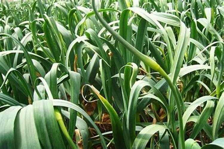 早熟蒜抽过蒜苔以后还可以施肥吗