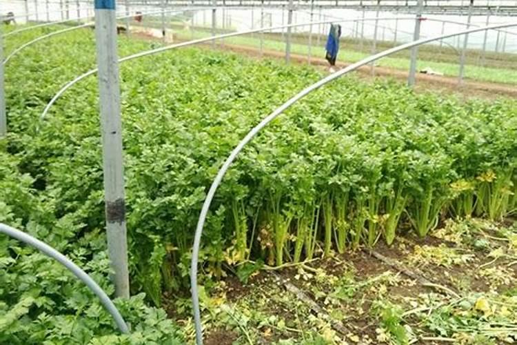 有机蔬菜都是用粪便种植的吗