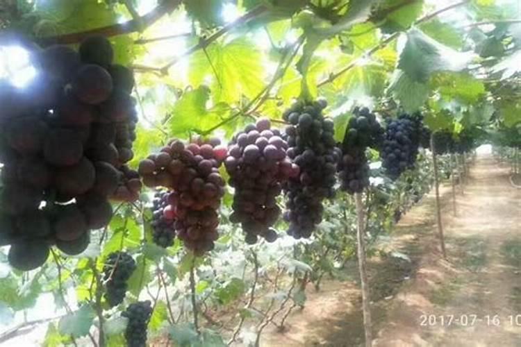 红提葡萄什么时候秋施肥好？