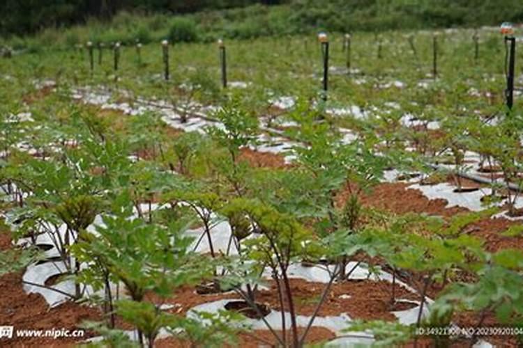 种植当归可以使用芸苔素吗？