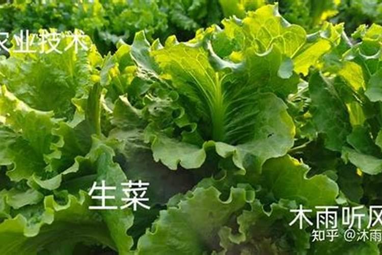 夏天种植生菜的技术和方法怎样使生菜长得快