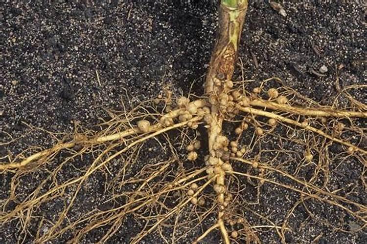 大豆根瘤菌病打什么叶面肥