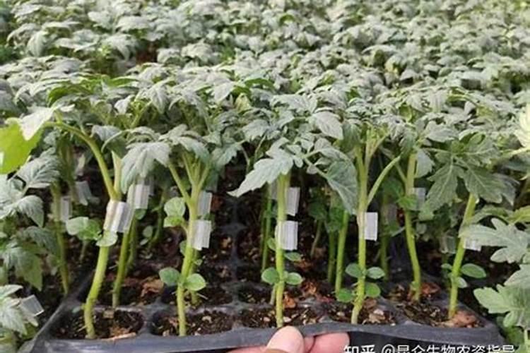 什么肥料可以对死苗死棵弱苗有效