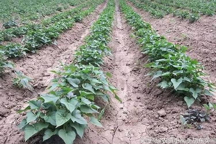 ...肥料？红薯根茎块膨大用哪些肥料？红薯叶面肥喷施昆仑风