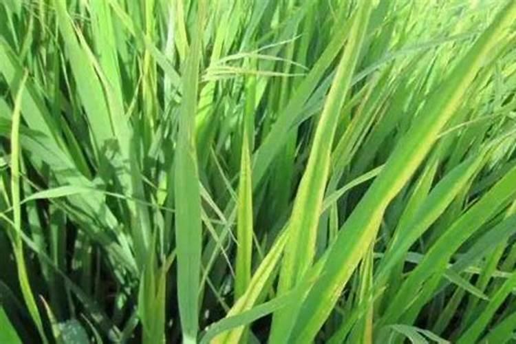 水稻缺肥或施肥过量时都有哪些症状