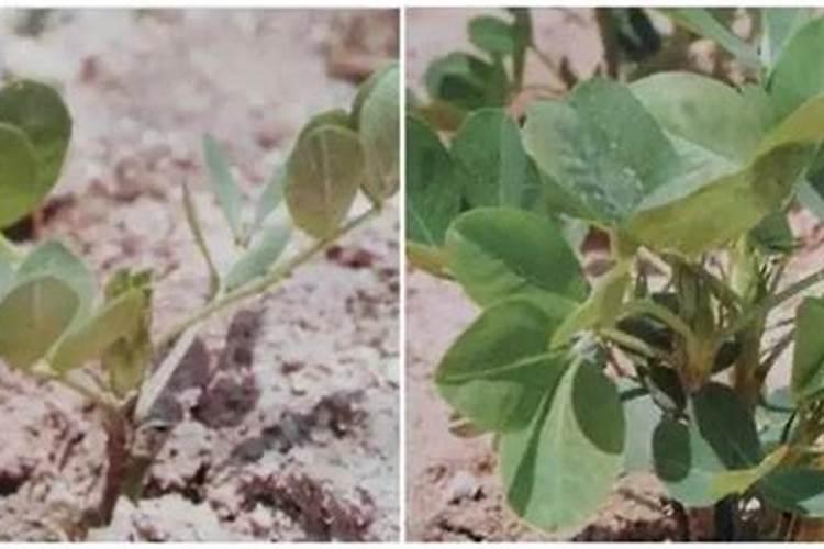 水稻、油菜、甜菜、烟草、棉花等作物缺磷有何症状？怎样防治？