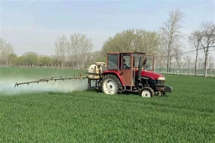 小麦越冬期使用芸苔素的时间