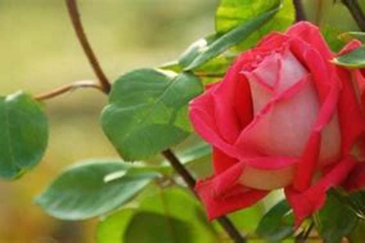 月季花剪枝后想增加发芽速度,应该施什么肥？