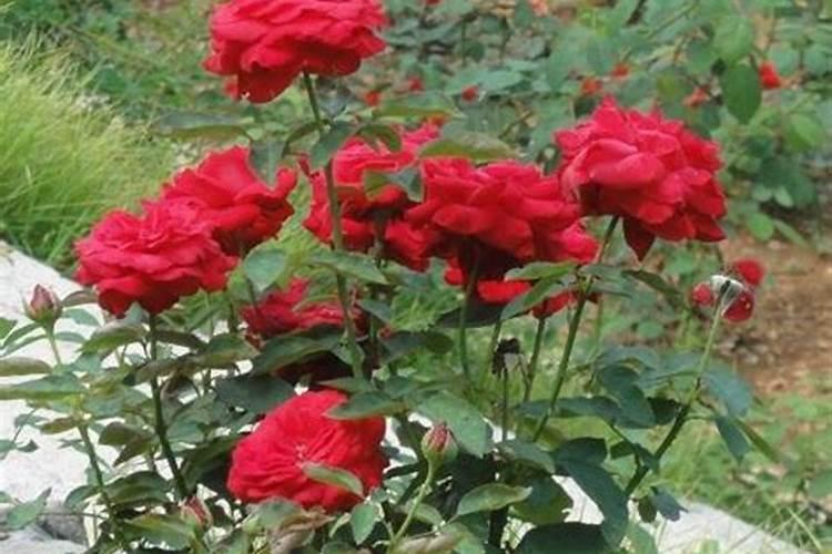 月季花冬季怎么施肥