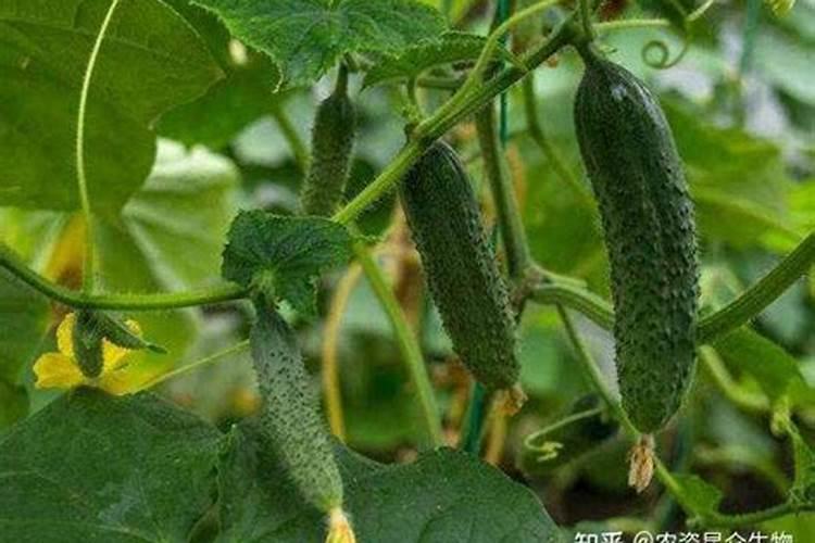 黄瓜种植如何施肥长势好产量高？大棚黄瓜抗病增产技术