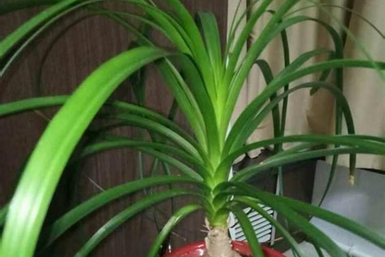 酒瓶兰施什么肥最好？