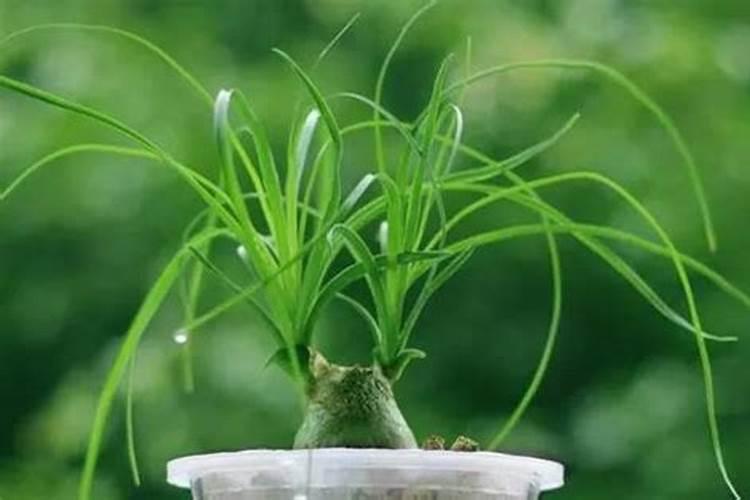 酒瓶兰用什么肥好,农家肥养分全面