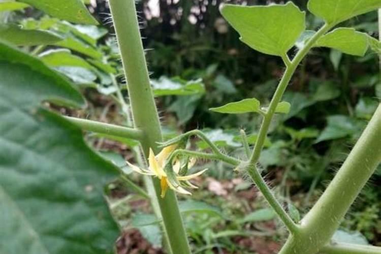 番茄只开花就掉了缺什么