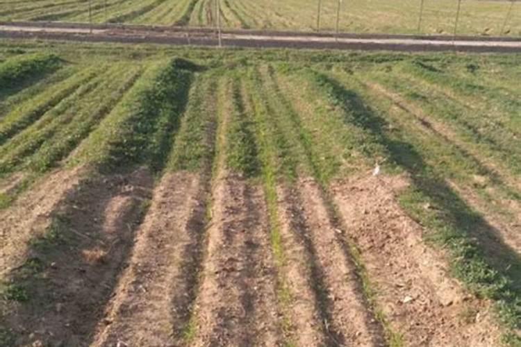 喷灭草剂药着了怎么办