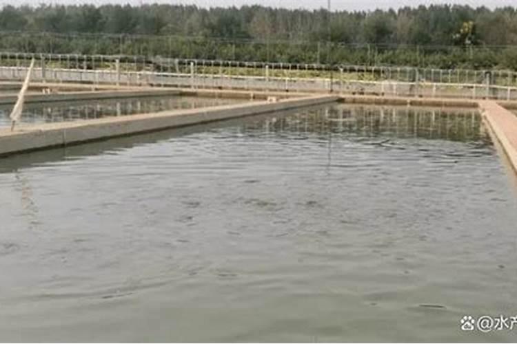 鱼塘水亚硝酸很高怎么办泼洒磷肥有用吗