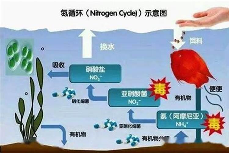 水产养殖亚硝酸盐高了怎么处理啊