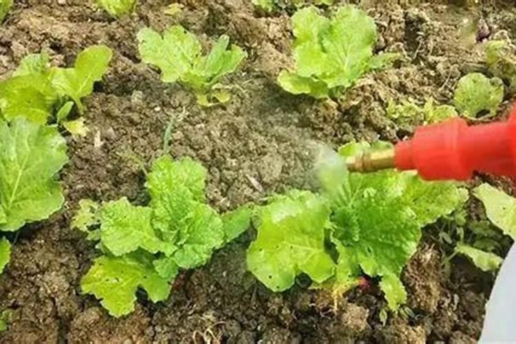 小白菜喷钙肥喷几次好一点？