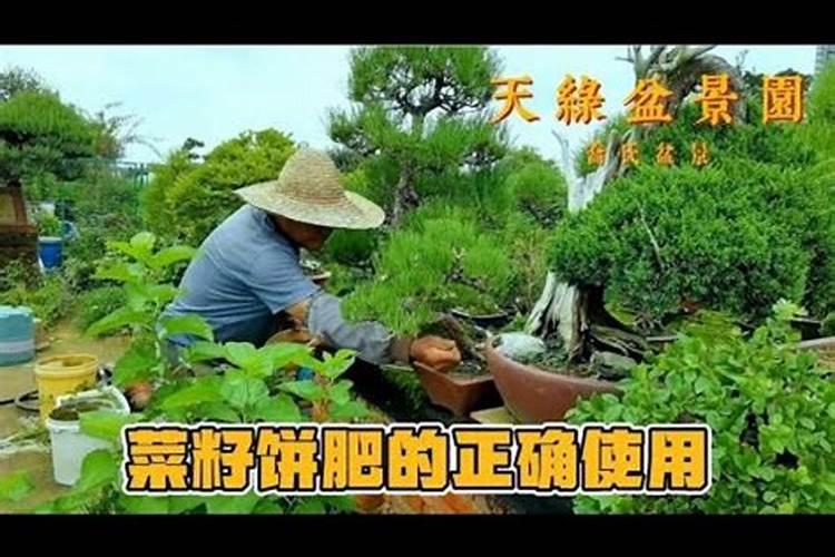 菜籽饼肥正确使用方法