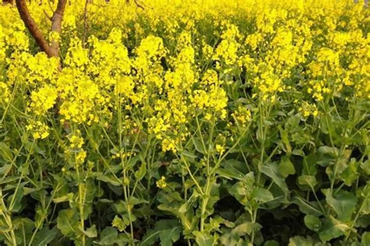 种植一亩油菜籽的成本是多少花卉百科
