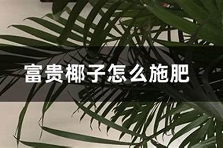 富贵椰子能用叶面肥吗怎么施肥？