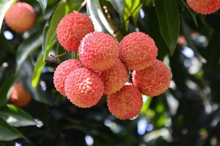 桂味荔枝怎样管理才可年年挂果