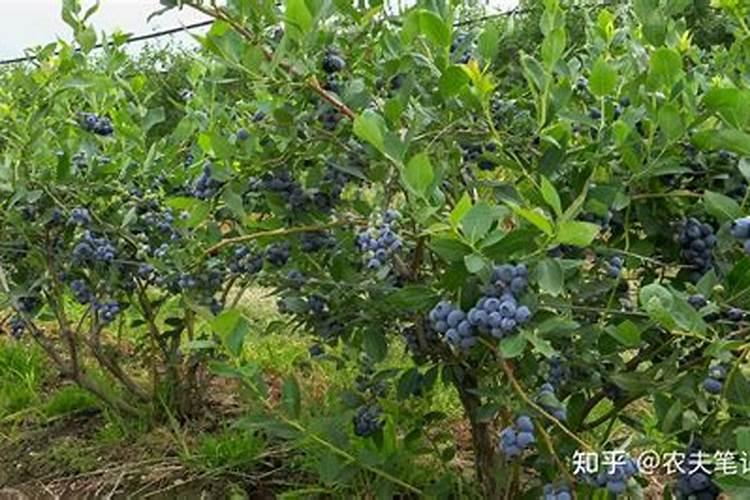 蓝莓种植技术引导(五)