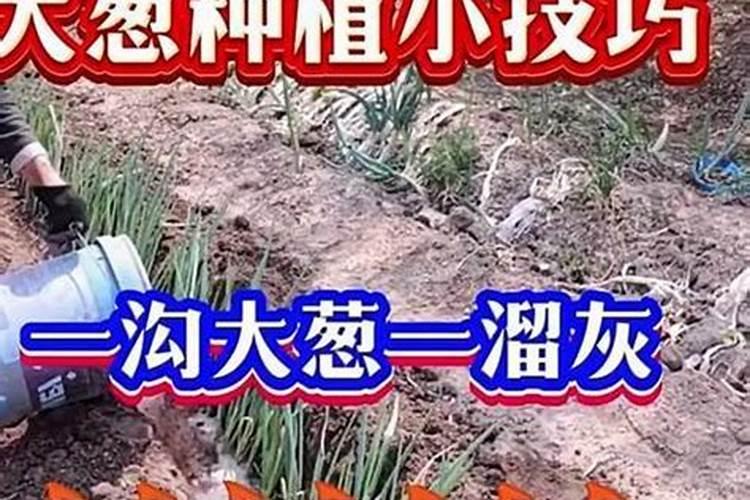 种植大葱,要先实现优质高产的目的,要注重施哪四类肥料？