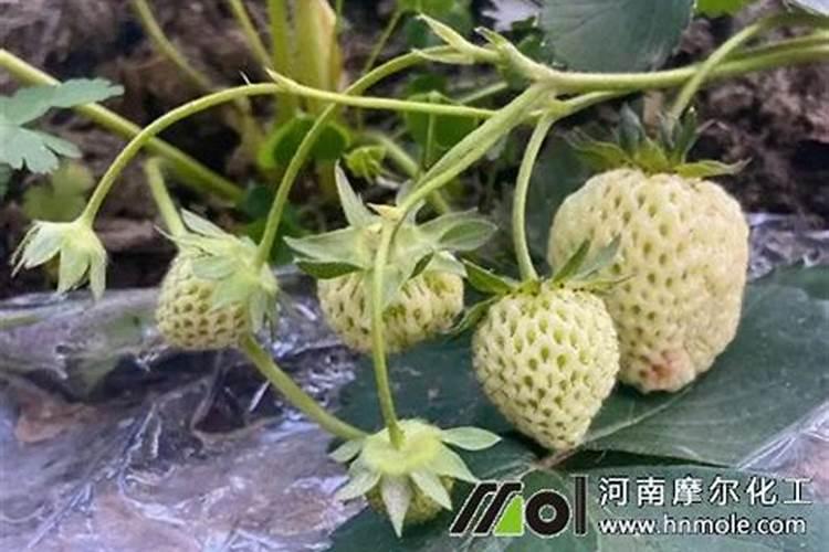草莓果期为啥要用高钾肥？原因是什么呢？