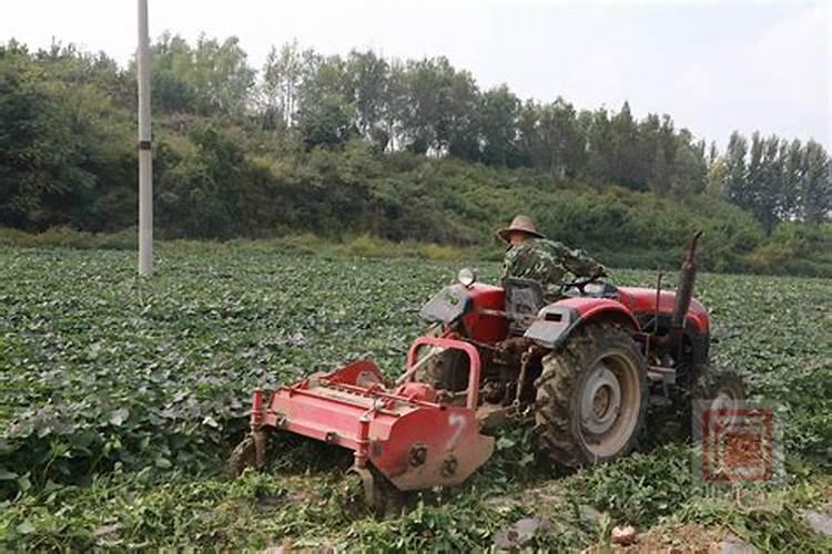 红薯采收前二十天叶面绿油油还需灌高钾肥吗