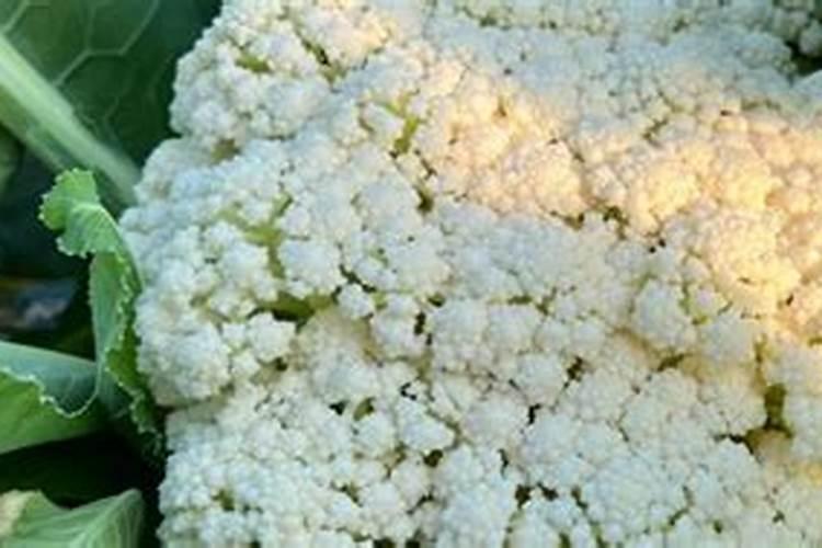 花菜喜欢氮肥还是磷钾肥呢？