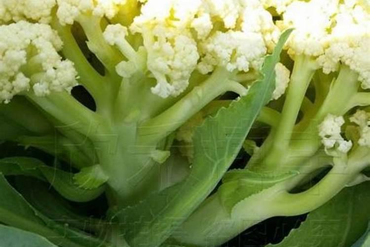 种植花菜的注意事项有什么。