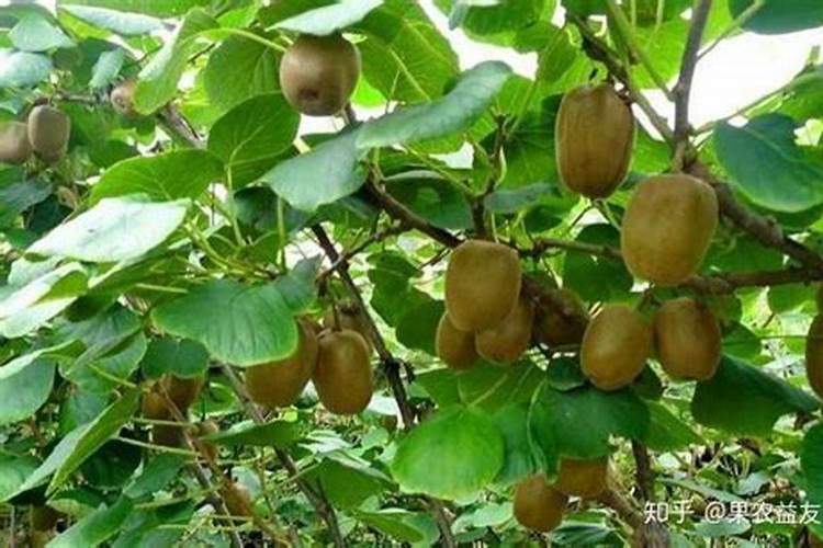 果树叶面肥如何喷施才能使肥效最大化？这里有详解