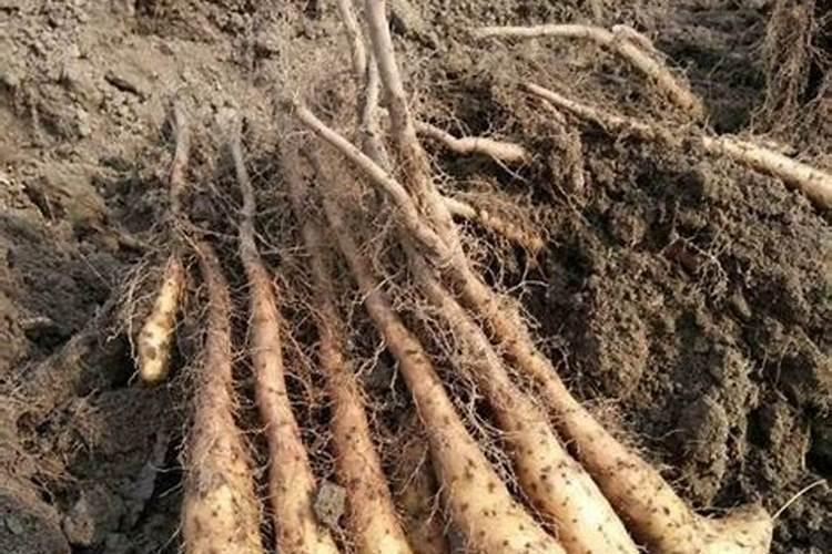 如何经营好山药？