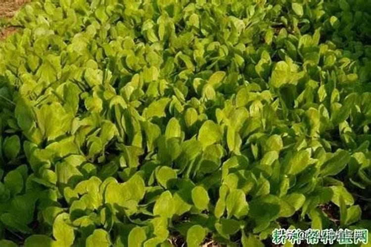 莴笋什么时间用高钾肥料最好？