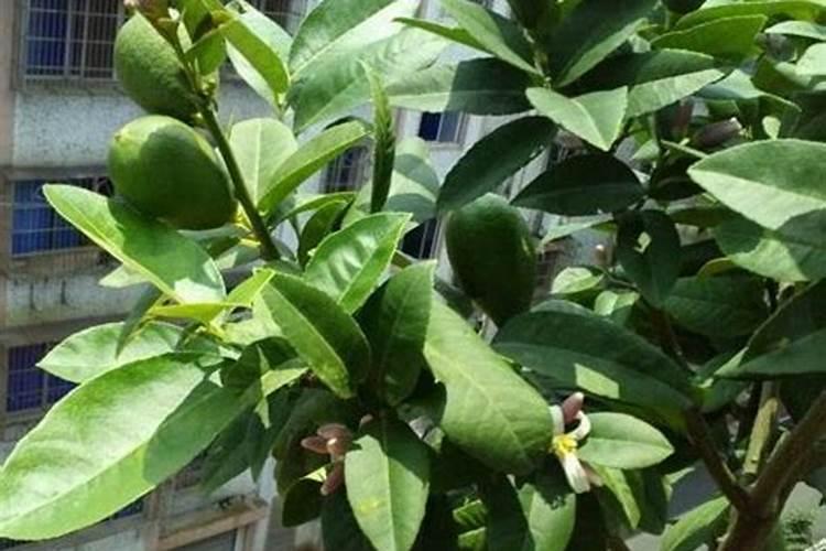 促进柠檬树开花结果用什么肥料？