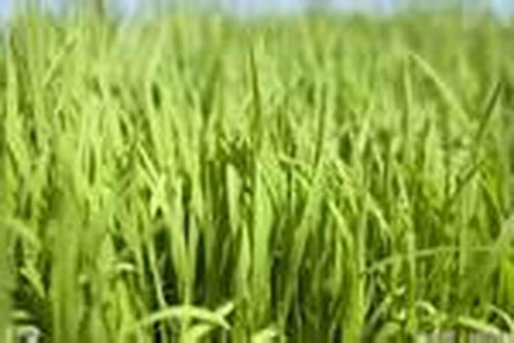 冬季可以施氮肥吗北方？