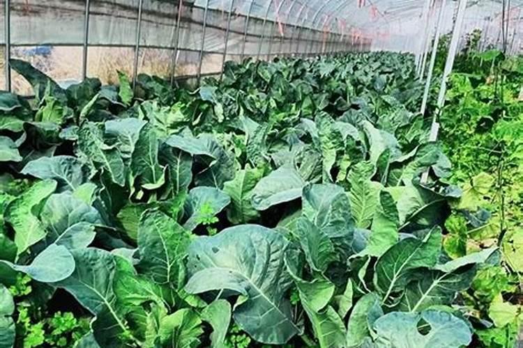 北方冬天菜园怎么种植 北方冬天菜园如何种植