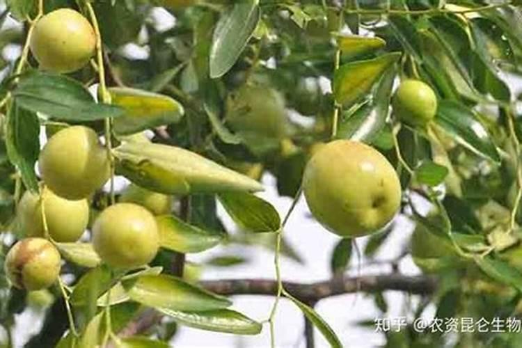 冬枣用什么叶面肥好？冬枣什么时候打叶面肥？冬枣增大增甜防裂用金泰靓...