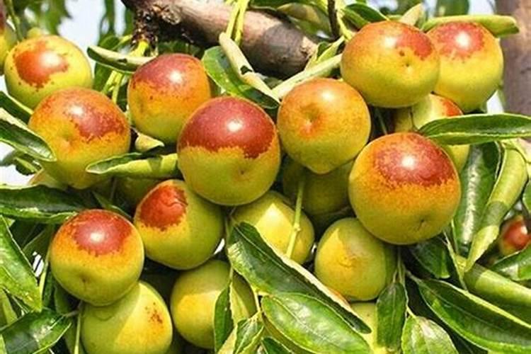 【村宝网】如何让冬枣着色更好,使用这些方法效果好