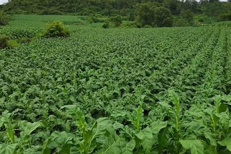 烤烟亩施氮肥多少公斤一亩呢？