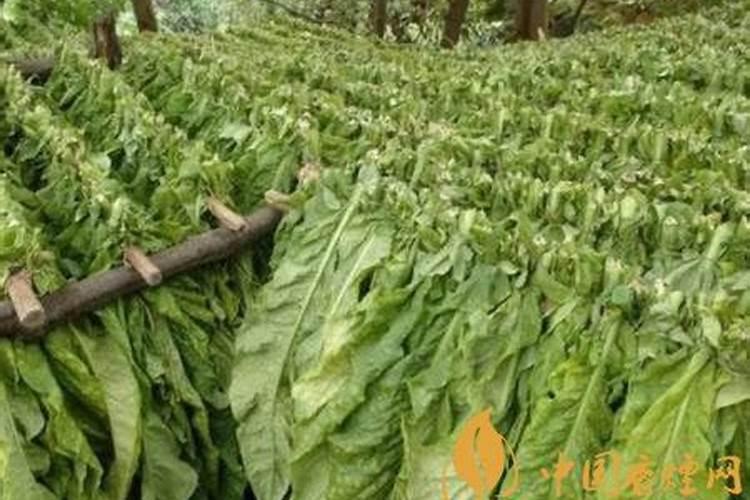 烟叶选土施肥需要注意什么 烟叶的整地与施肥技巧介绍