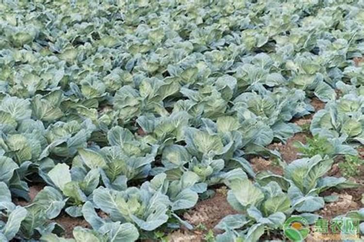 甘蓝菜的施肥方法