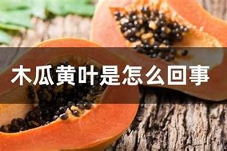 木瓜黄叶是怎么回事