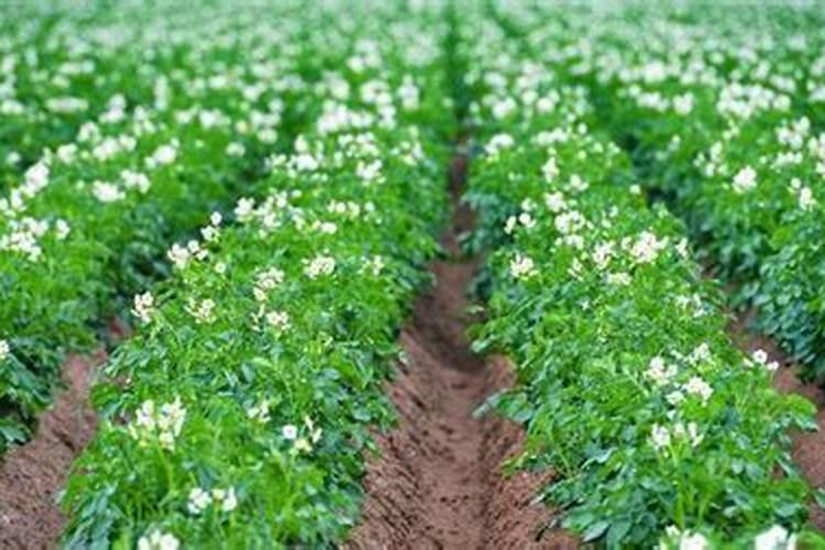 土豆浇什么肥料合适