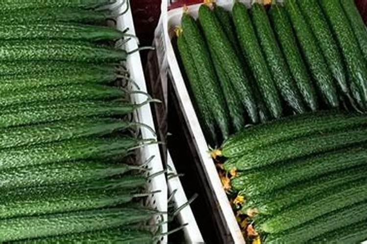 黄瓜施啥水溶肥？作用及用法