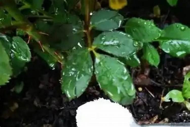 月季冬季能不能施氮肥水？