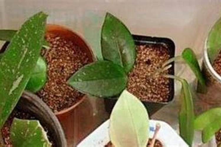 球兰施肥的正确方法