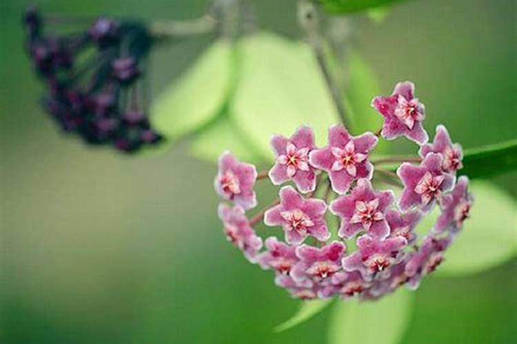 球兰施什么肥最好